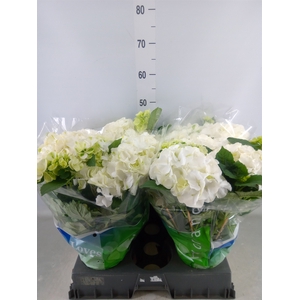 Hydrangea mac. 'Wudu'