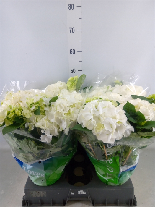 <h4>Hydrangea mac. 'Wudu'</h4>