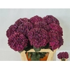Hydrangea mag dark ruby