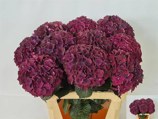 Hydrangea mag dark ruby