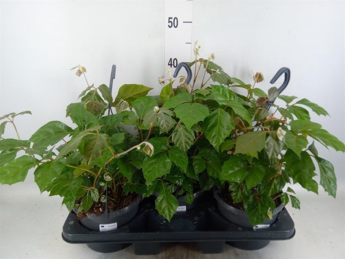 <h4>Cissus rhombifolia</h4>