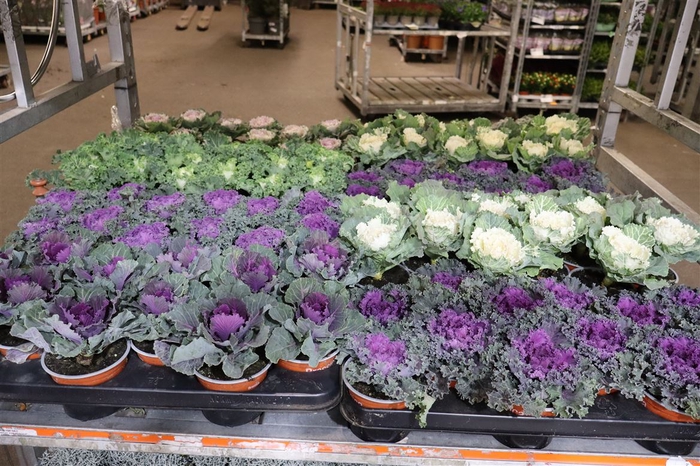 <h4>Brassica (sierkool) Mixk 1 Srt Per Tray</h4>