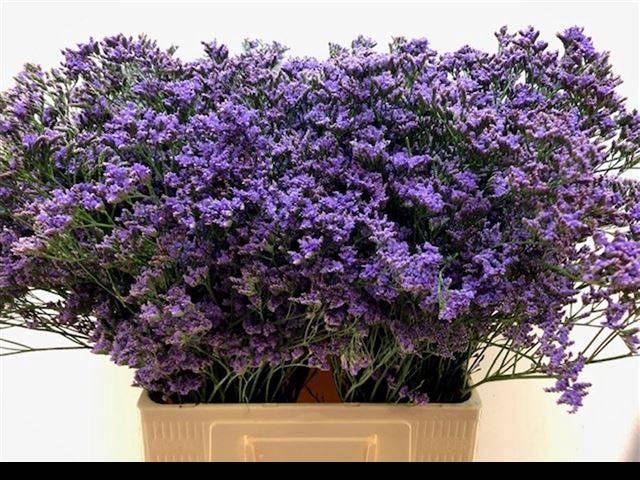 <h4>LIM MAINE BLUE</h4>