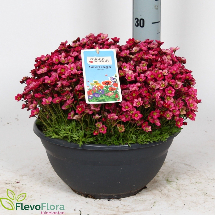 <h4>SAXIF AR IC PEARL WH</h4>