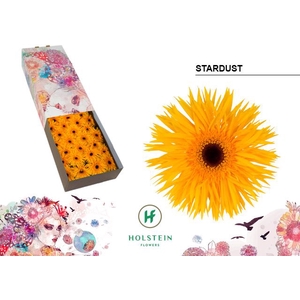 Gerbera Spider Stardust Doos