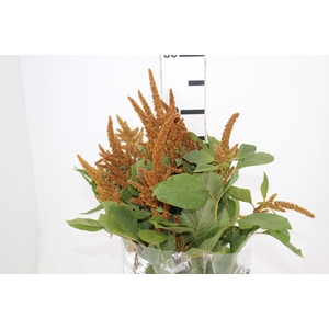 AMARANTHUS DOURADO 070 CM