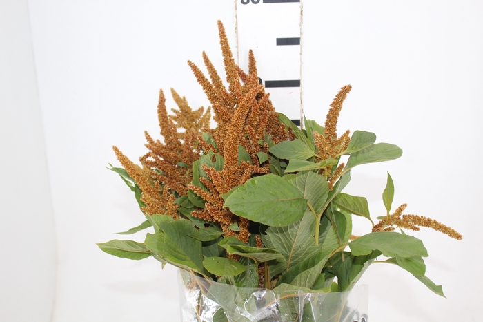 <h4>AMARANTHUS DOURADO 070 CM</h4>