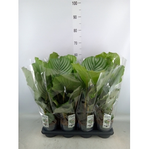 Calathea orbifolia