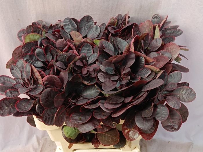 <h4>COTI C ROYAL PURPLE</h4>