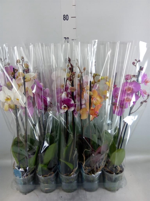 <h4>Phalaenopsis   ...mix  5</h4>