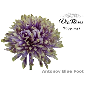 CHR G ANTONOV BLUE FOOT