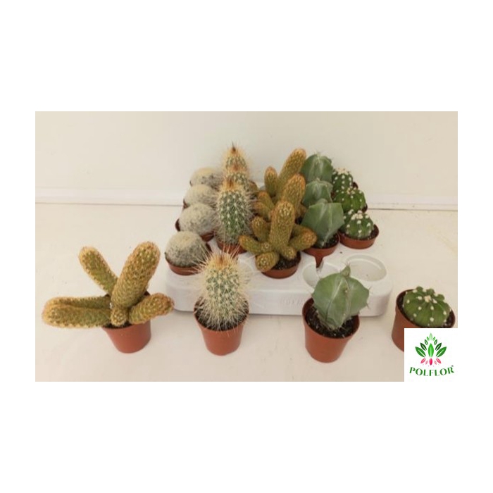 <h4>Cactus mix 5,5Ø 8cm</h4>