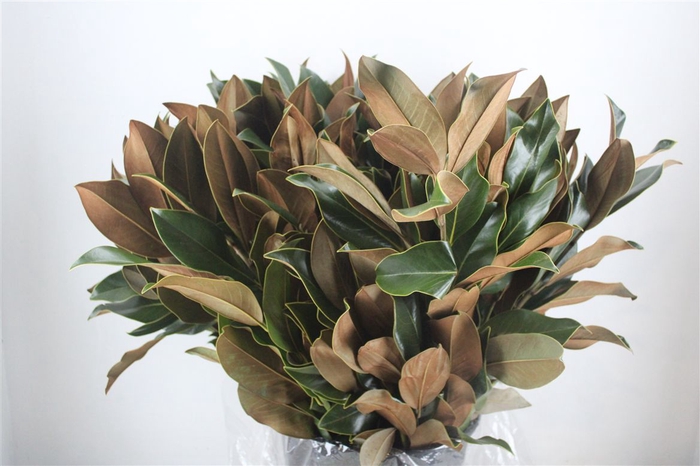 <h4>Magnolia 400gr P Bunch</h4>