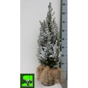 PICEA GL CONICA