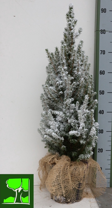 <h4>PICEA GL CONICA</h4>