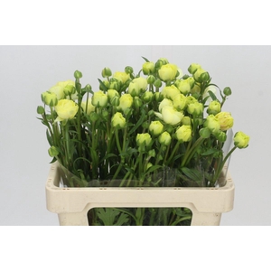 Ranunculus Natura Moderna Limoncello