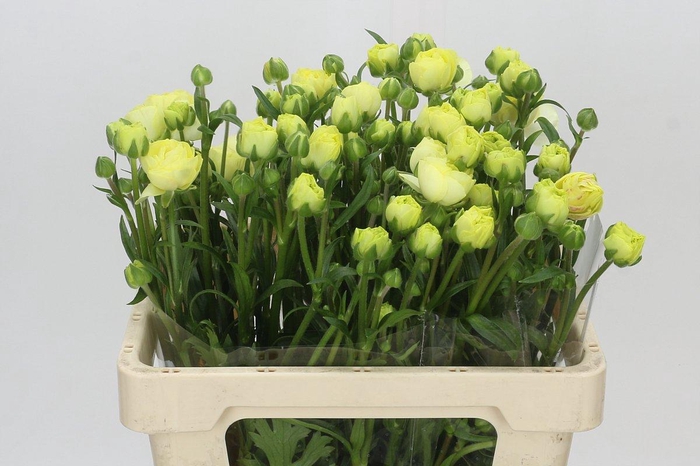 <h4>Ranunculus Moderna Limoncello</h4>