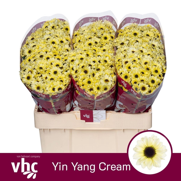 <h4>Chr San Yin Yang Cream</h4>