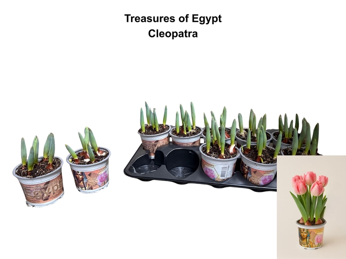 <h4>TUL DU FOXTROT</h4>