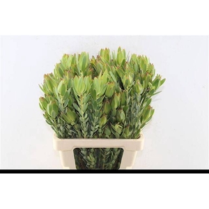 LEUCAD PROCERUM