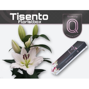 LI OT TISENTO FLORISTBOX 4+