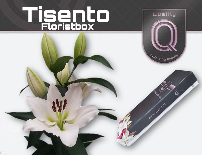 <h4>LI OT TISENTO FLORISTBOX 4+</h4>