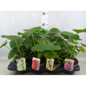 Alcea rosea