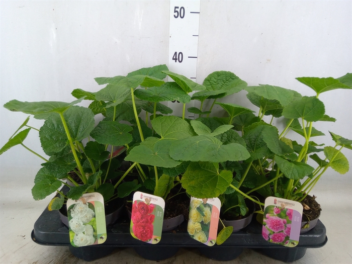<h4>Alcea rosea</h4>