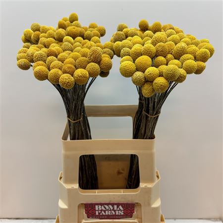 <h4>Craspedia Dried</h4>