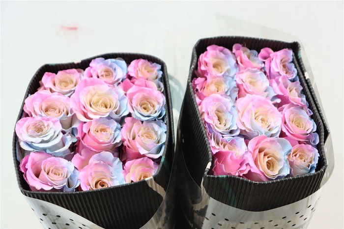 <h4>R Gr Tinted Sea Sunset</h4>