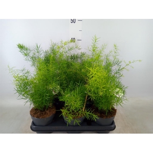 Asparagus dens. 'Sprengeri'