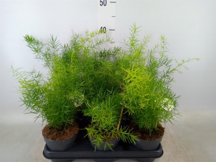 <h4>Asparagus dens. 'Sprengeri'</h4>