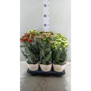 Kalanchoe   ...