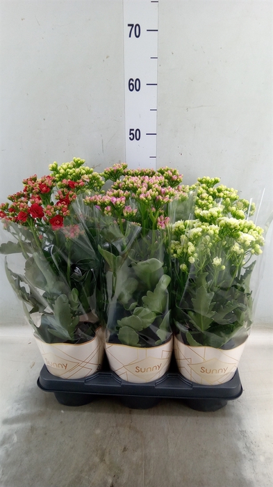 <h4>Kalanchoe   ...</h4>