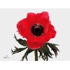 Anem Co Meron Red