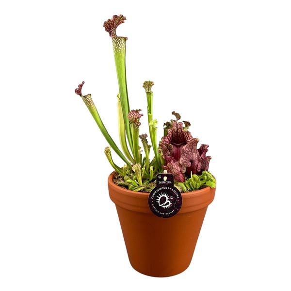 <h4>Vleesetende planten mix in 23 cm hoge terracotta pot</h4>