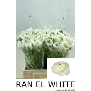 RAN EL WHITE