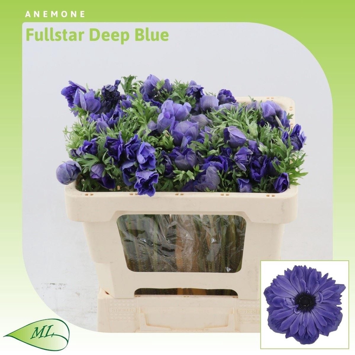 Anemone Fullstar Deep Blue