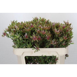 Leucadendron Ayoba Star Pearl