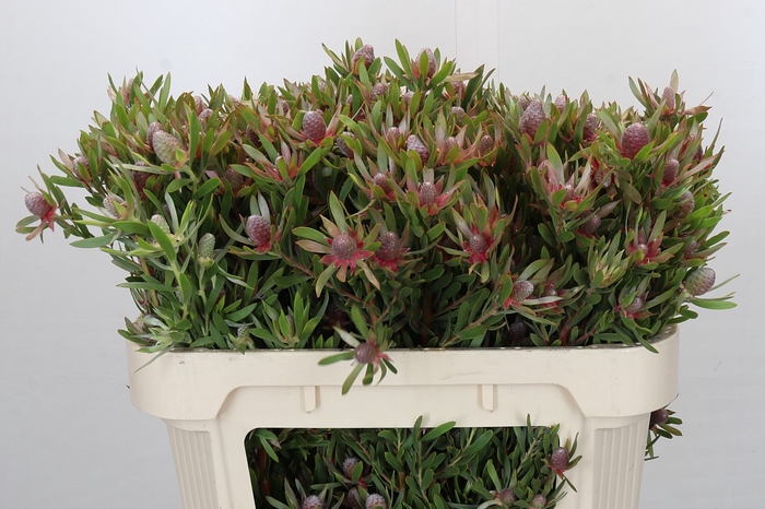 <h4>Leucadendron Ayoba Star Pearl</h4>