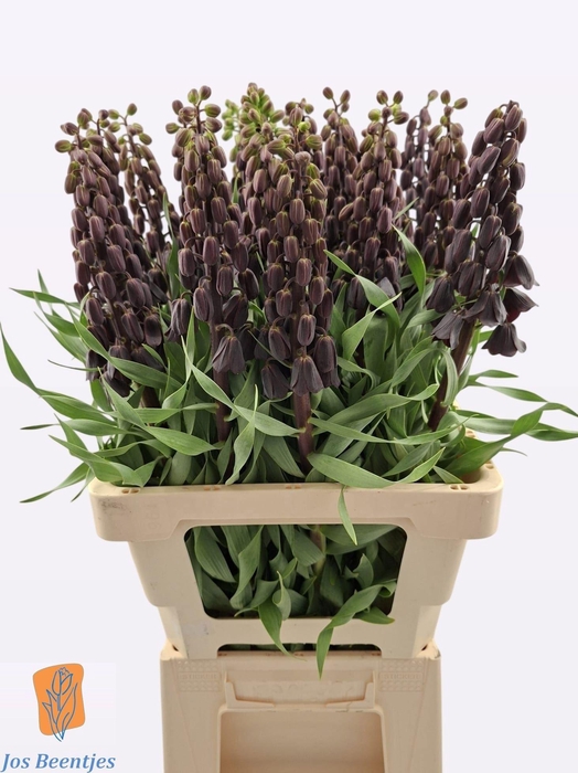 <h4>FRIT PERSICA</h4>