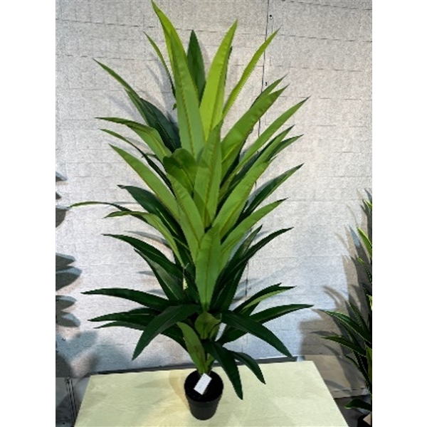 <h4>Plant Dracena 160cm in pot green</h4>