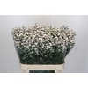 Aster White Gypsy