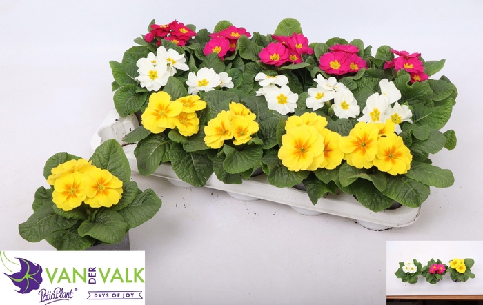 arr8 Prim Acaulis Gemengd