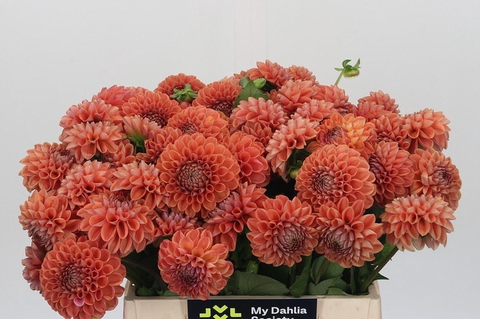 <h4>Dahlia (Ball Grp) 'Cornel Bronze'</h4>