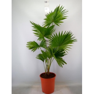 Livistona rotundifolia