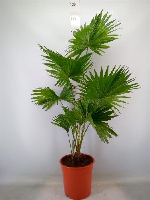 <h4>Livistona rotundifolia</h4>