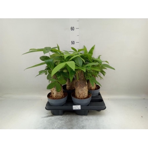 Pachira aquatica