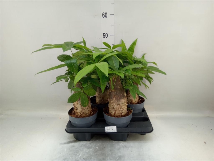 <h4>Pachira aquatica</h4>