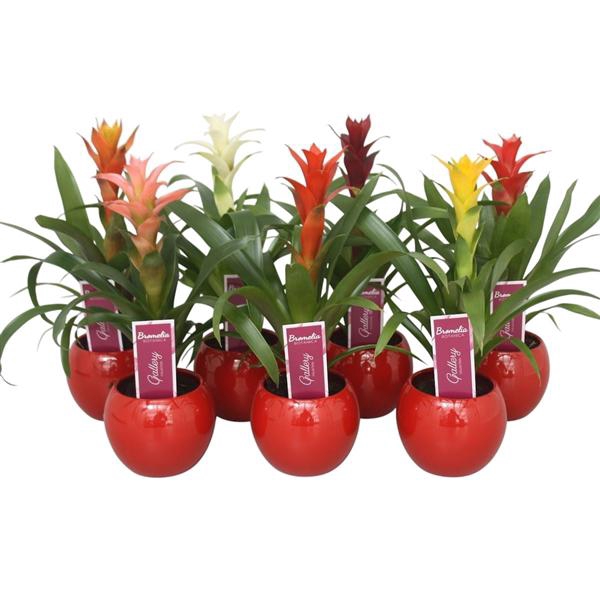 <h4>Guzmania gemengd in rode bolpot</h4>